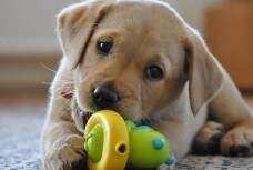 2497_labrador_retriever