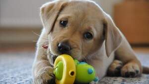 2497_labrador_retriever